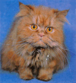 Персидская красная кошка.
