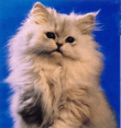 Персидская кошка - Шиншилла